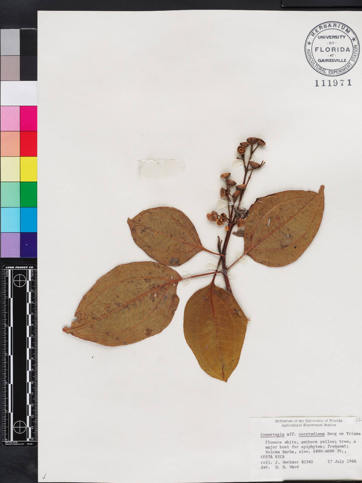 Miconia oerstediana image
