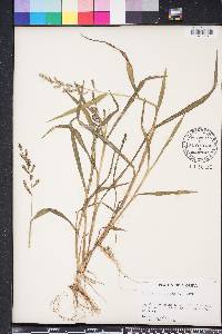 Echinochloa colona image