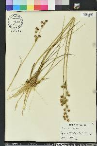 Juncus scirpoides image