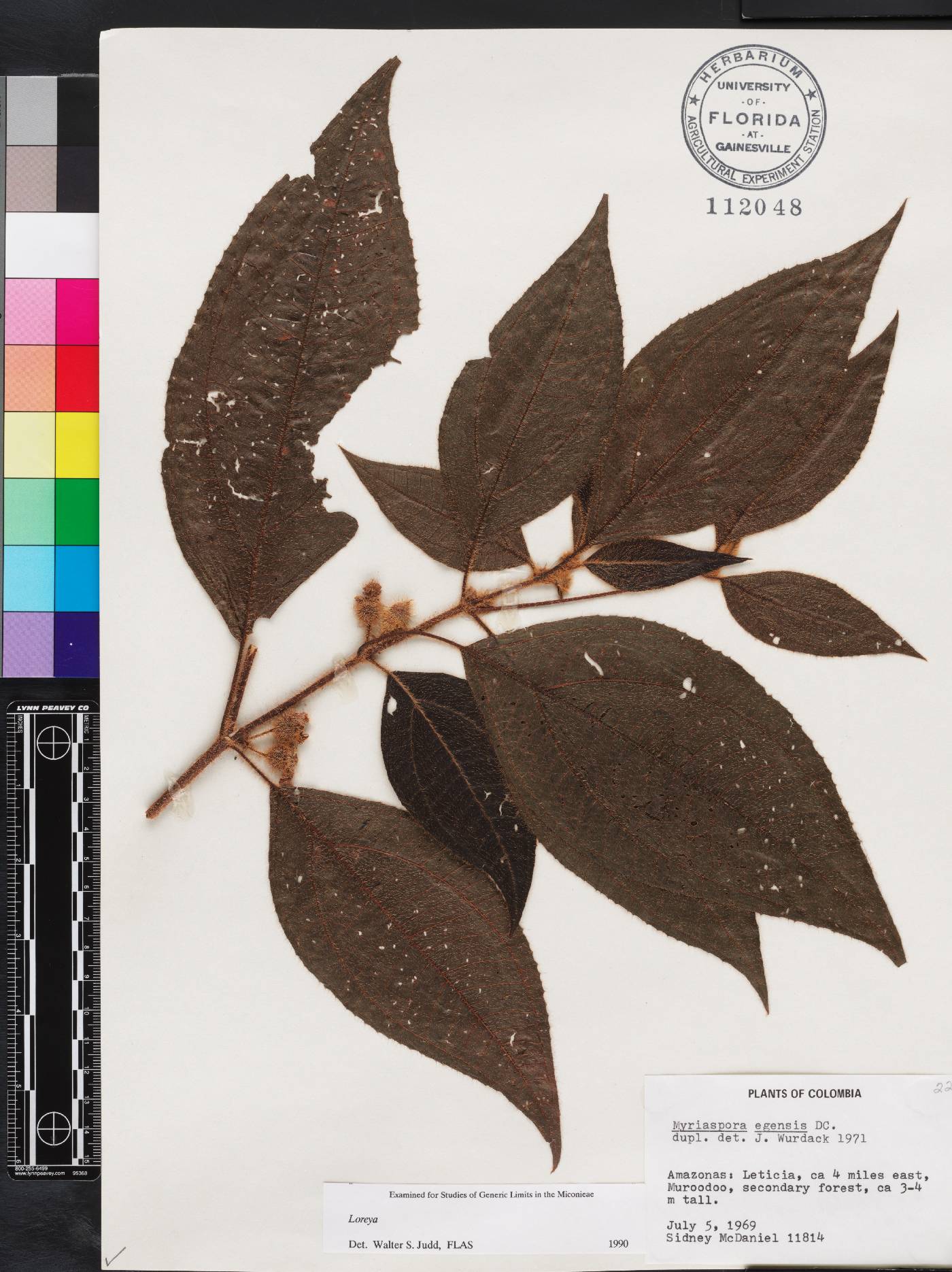 Bellucia egensis image