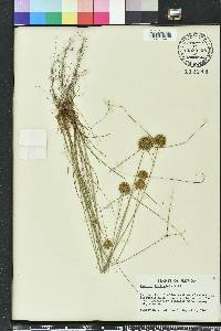 Cyperus filiculmis image