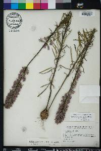 Liatris elegans image