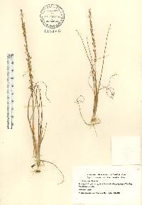 Triglochin maritima image