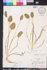 Sagittaria filiformis image