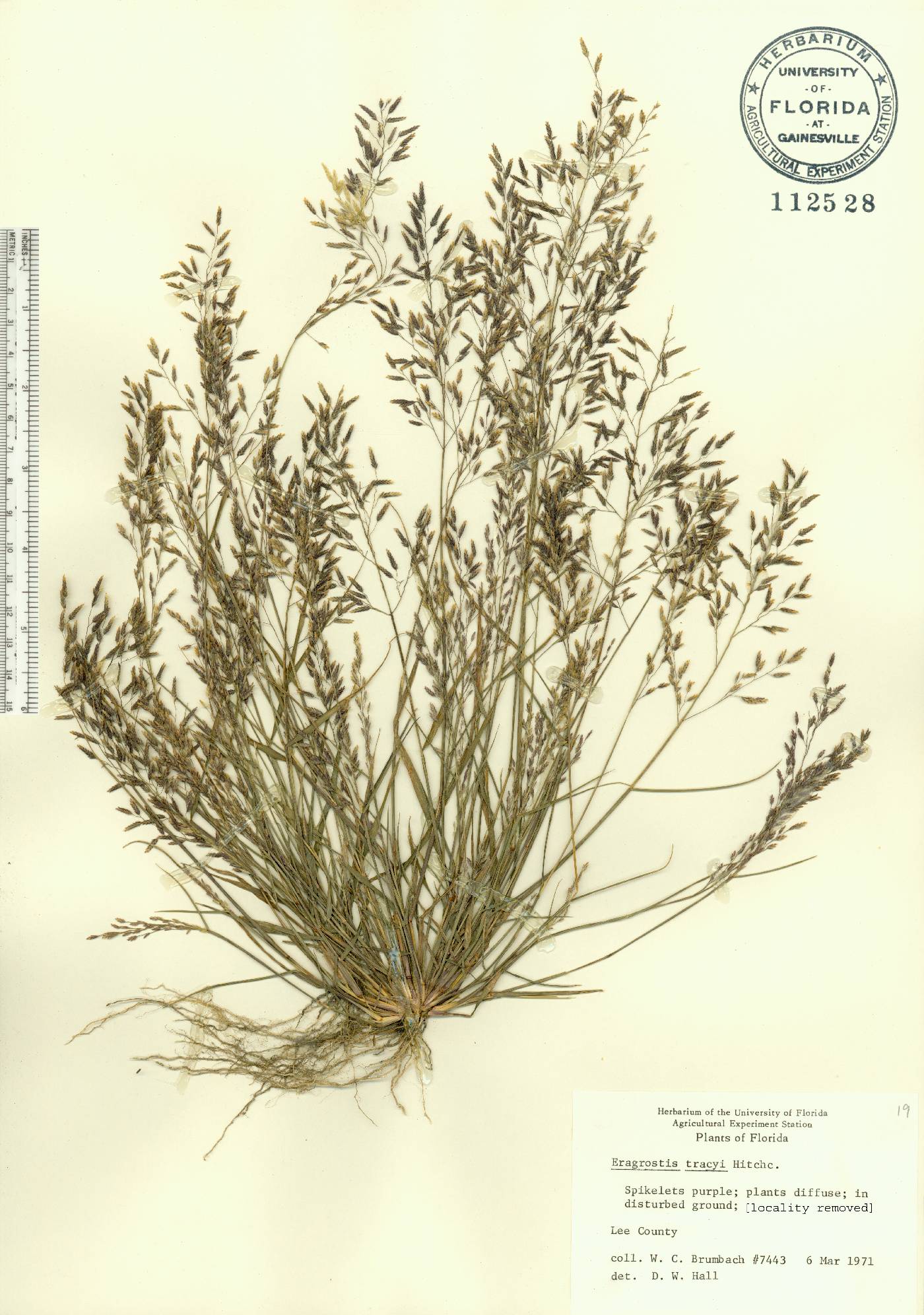Eragrostis pectinacea var. tracyi image