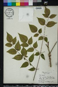 Aralia spinosa image