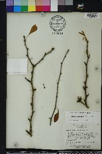 Sideroxylon lanuginosum image