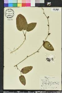 Smilax pumila image