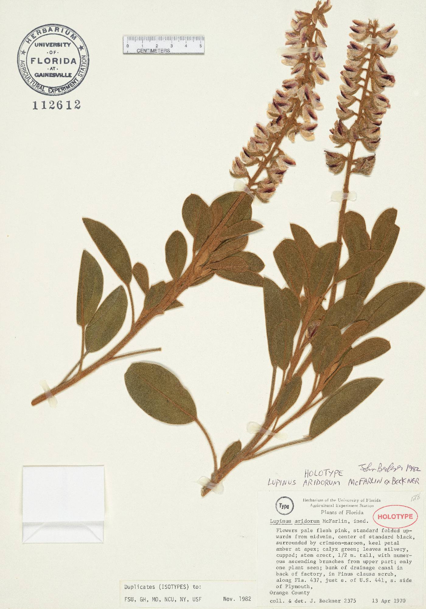 Lupinus westianus var. aridorum image