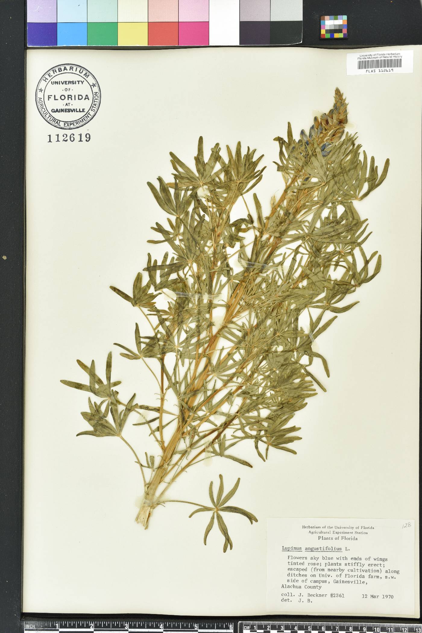 Lupinus angustifolius image