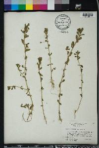 Bacopa monnieri image