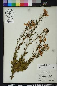 Bejaria racemosa image