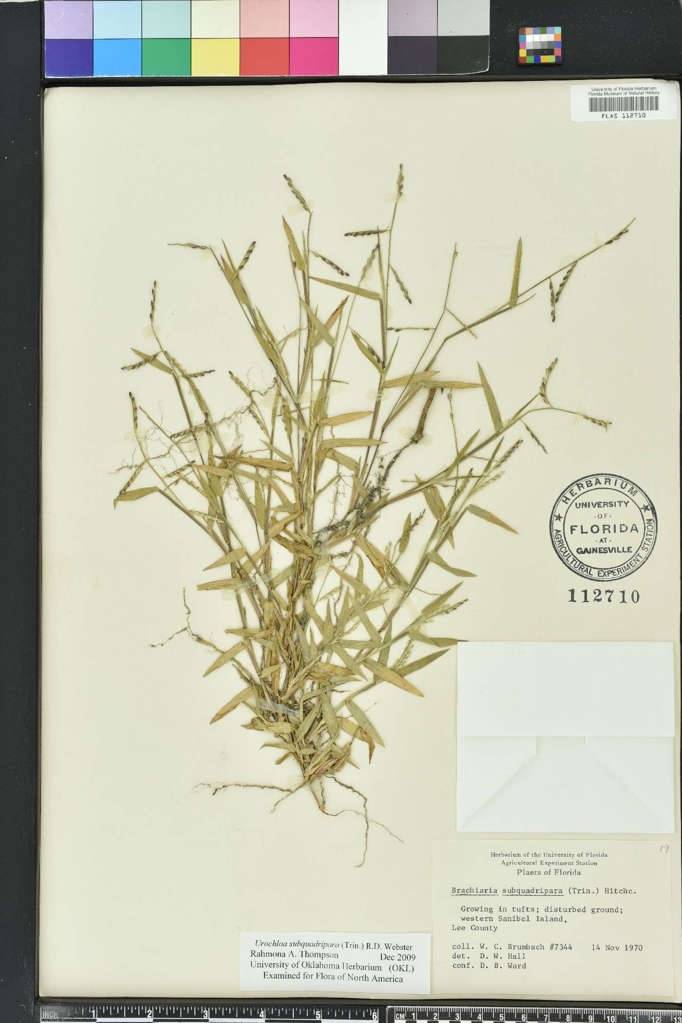 Urochloa distachya image