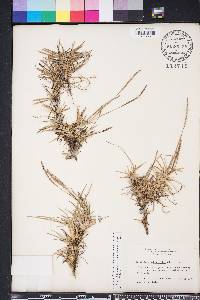 Eremochloa ophiuroides image