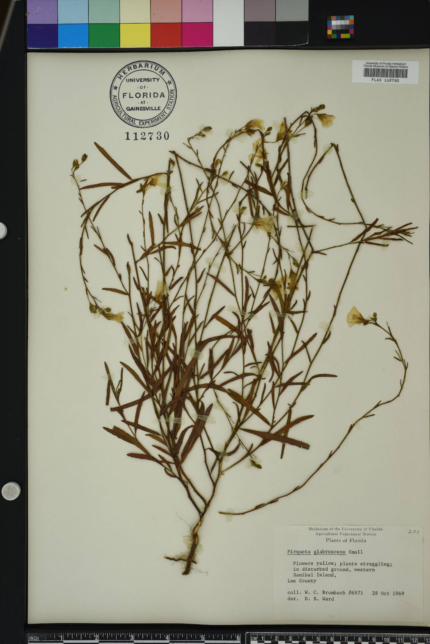 Piriqueta cistoides image