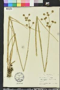 Juncus megacephalus image