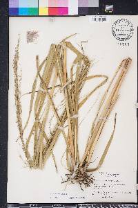 Panicum amarum image