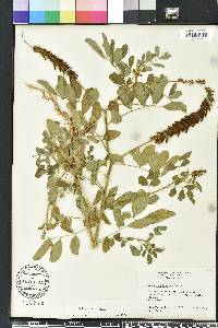 Indigofera hirsuta image