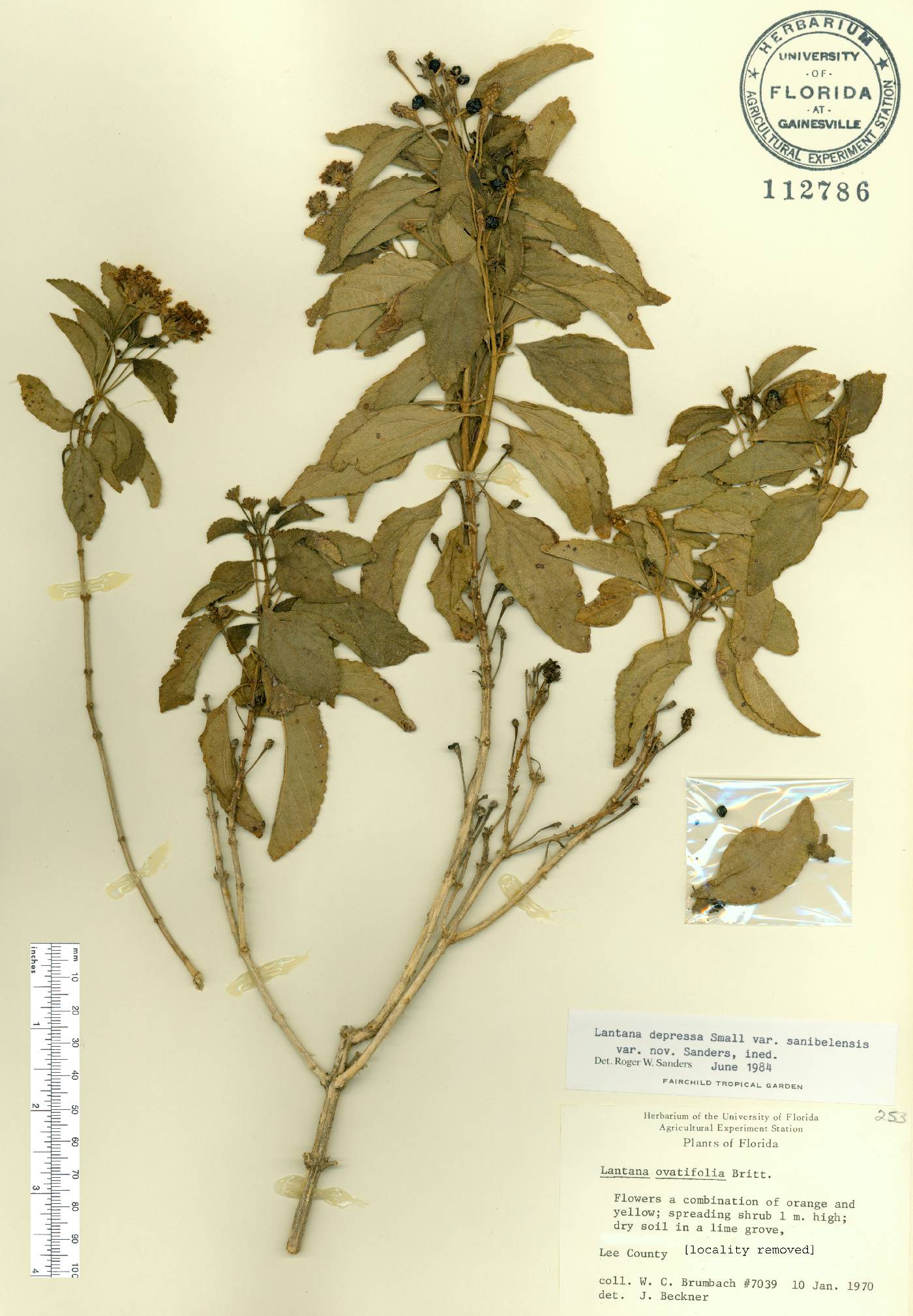Lantana depressa var. sanibelensis image