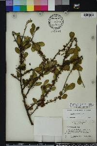 Sideroxylon celastrinum image