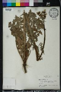 Sonchus oleraceus image