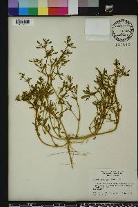 Sesuvium maritimum image