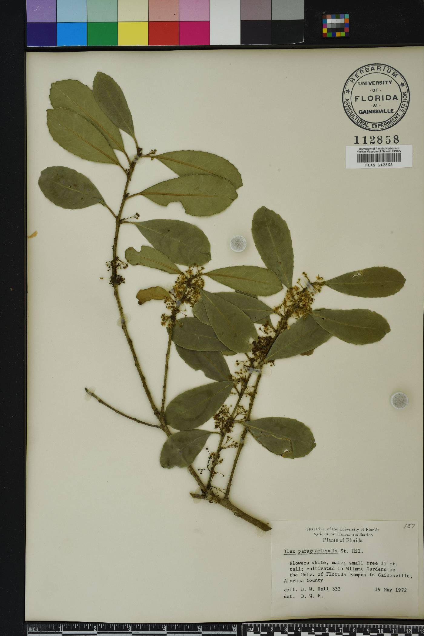 Ilex paraguariensis image