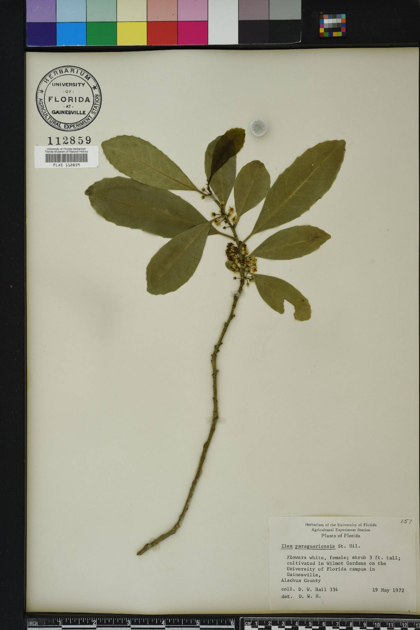 Ilex paraguariensis image