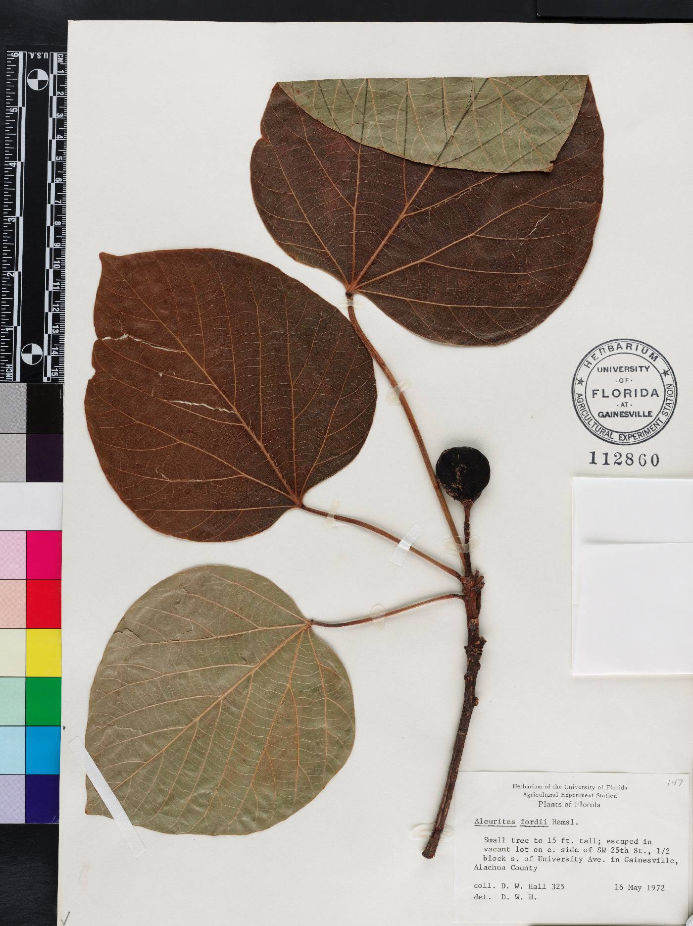 Vernicia fordii image