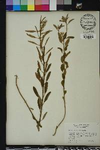 Croton argyranthemus image