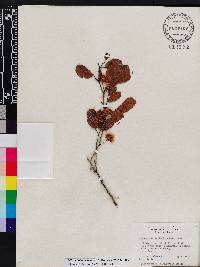 Pithecellobium keyense image