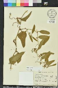 Smilax auriculata image