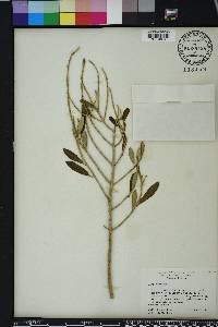 Olea europaea image