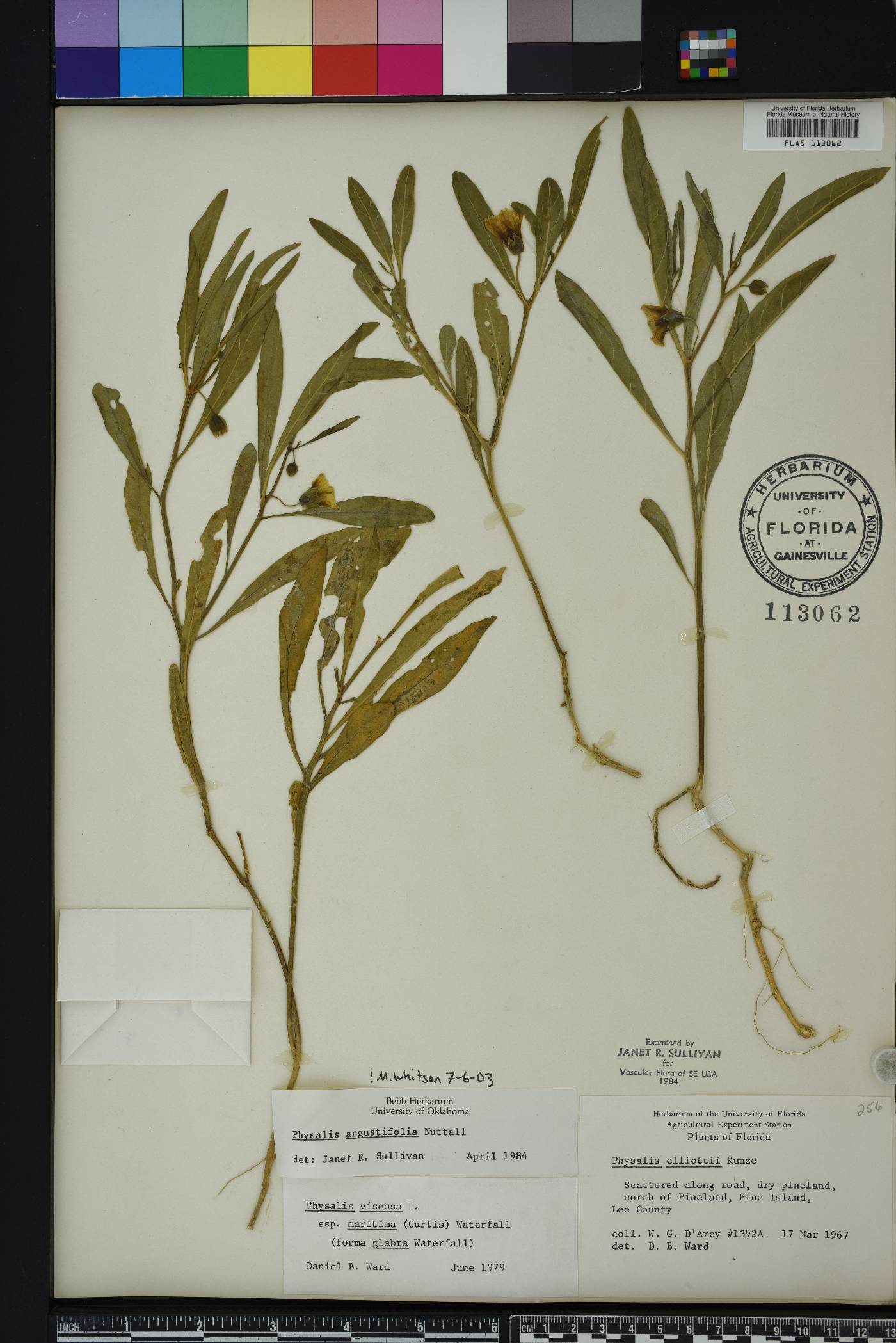 Physalis angustifolia image