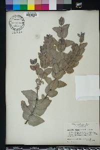 Eucalyptus cinerea image