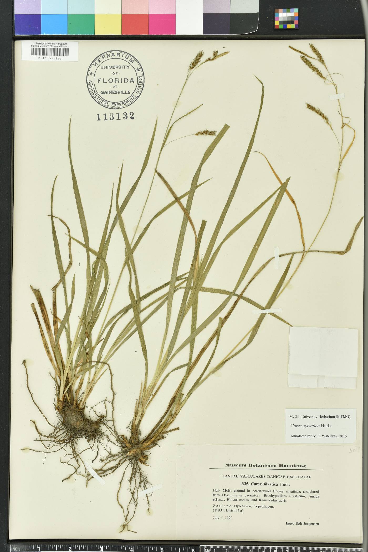 Carex sylvatica image