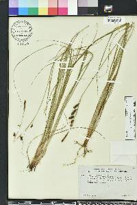 Carex glaucescens image