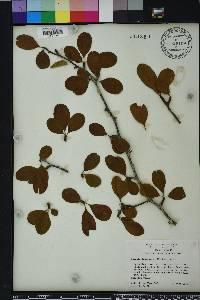 Sideroxylon lanuginosum image