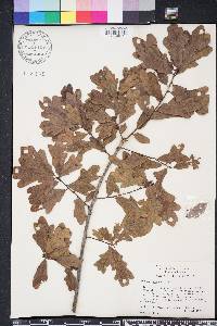 Quercus margarettae image