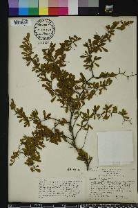 Crataegus michauxii image