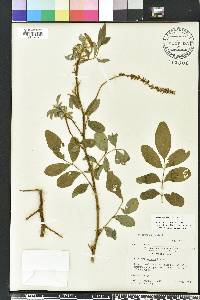 Indigofera hirsuta image