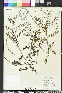 Indigofera caroliniana image