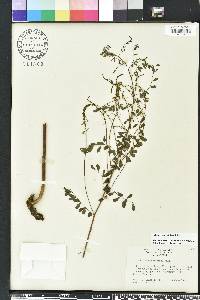 Indigofera caroliniana image