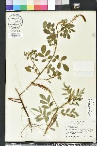 Indigofera hirsuta image