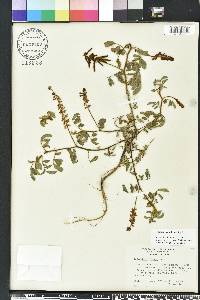 Indigofera hirsuta image