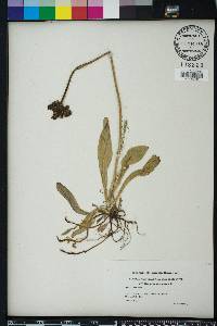 Hieracium aurantiacum image