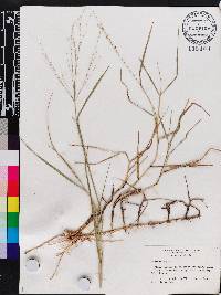 Panicum repens image