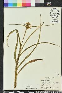 Tradescantia ohiensis image