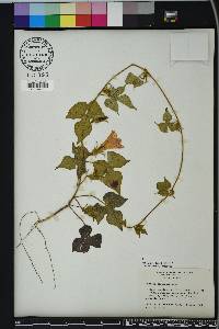 Ipomoea hederacea image