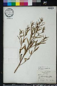 Ludwigia erecta image